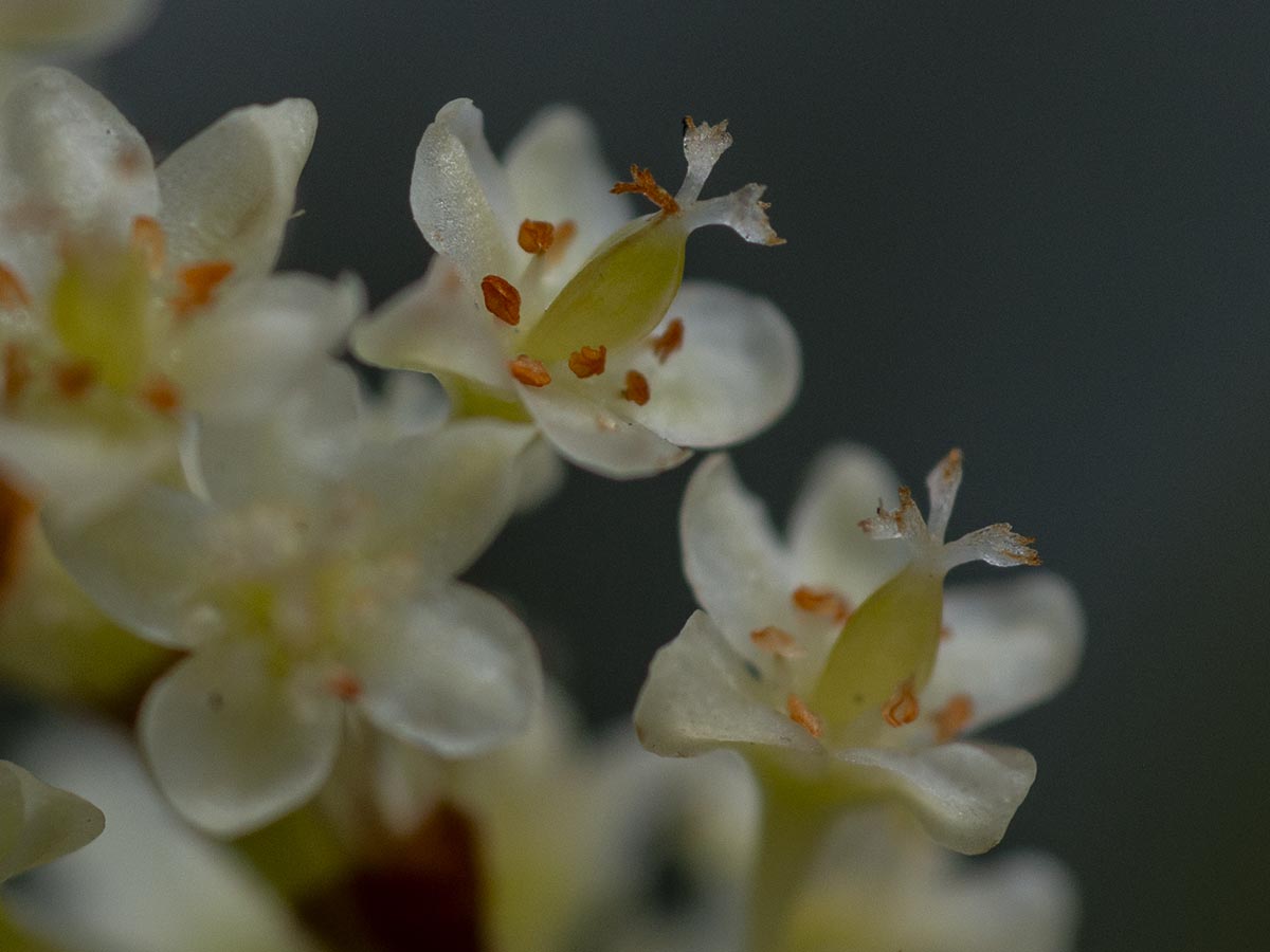 Blüten, 3 Naben